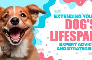 Extending Your Dog's Lifespan: Expert Advice and Strategies