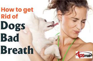Dog Bad Breath: Causes, Symptoms, and Treatment Options