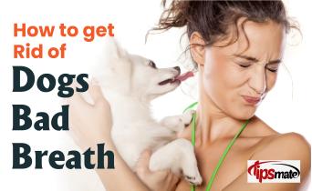 Dog Bad Breath: Causes, Symptoms, and Treatment Options